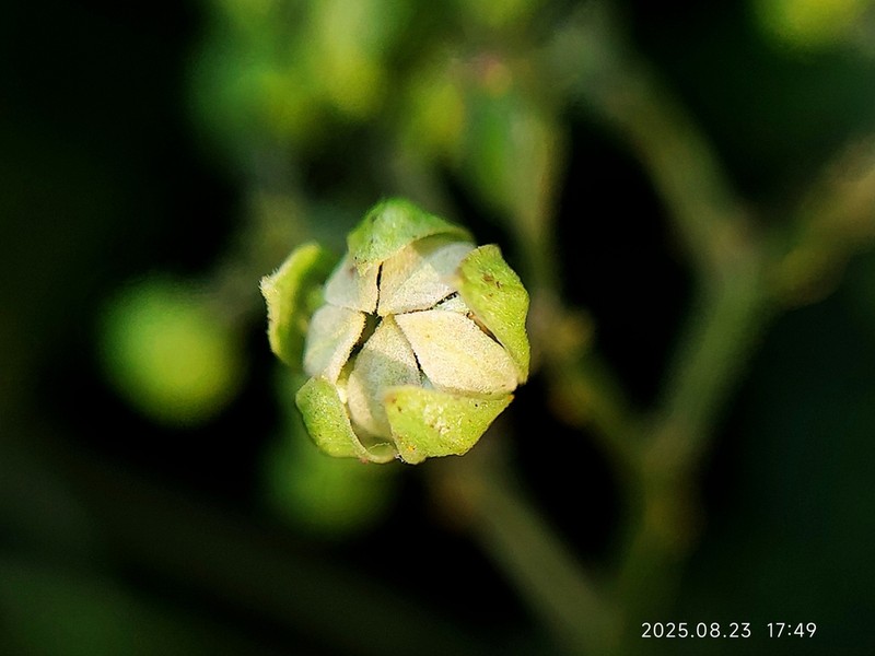 Illigera parviflora photo 3