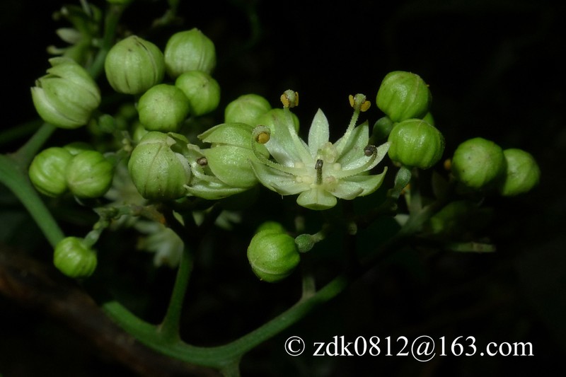 Illigera parviflora photo 4