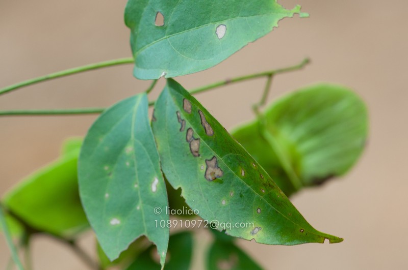 Illigera parviflora photo 5