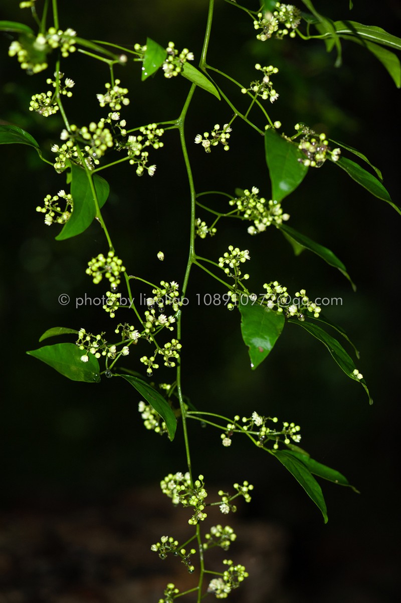 Illigera parviflora photo 6
