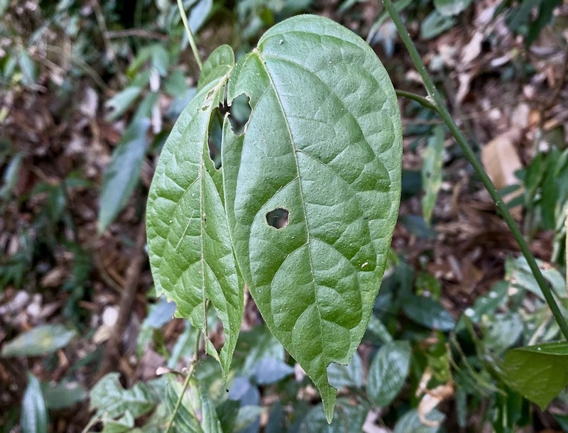 Illigera parviflora photo 7