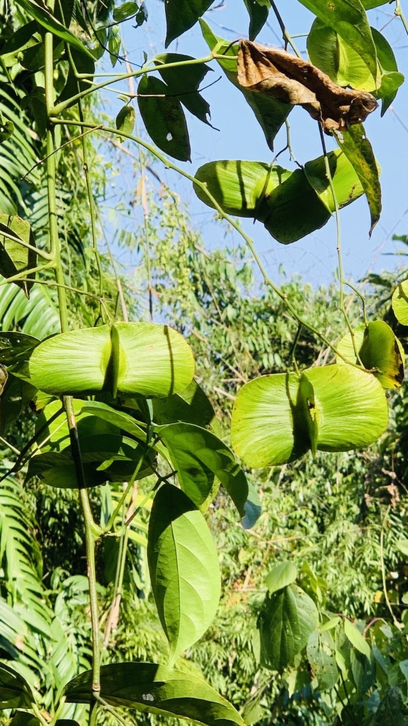 Illigera parviflora photo 8