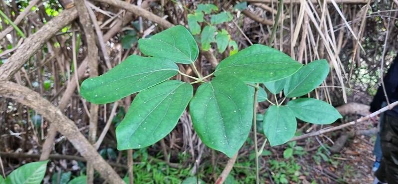 Illigera pentaphylla