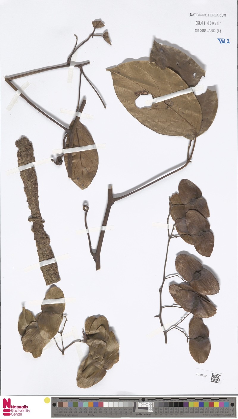 Illigera pierrei