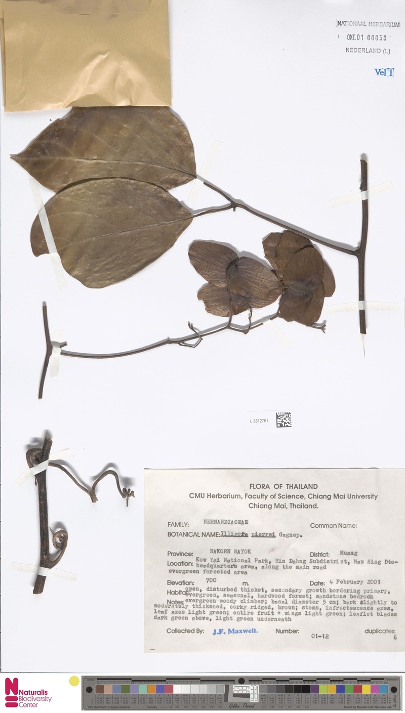 Illigera pierrei photo 2