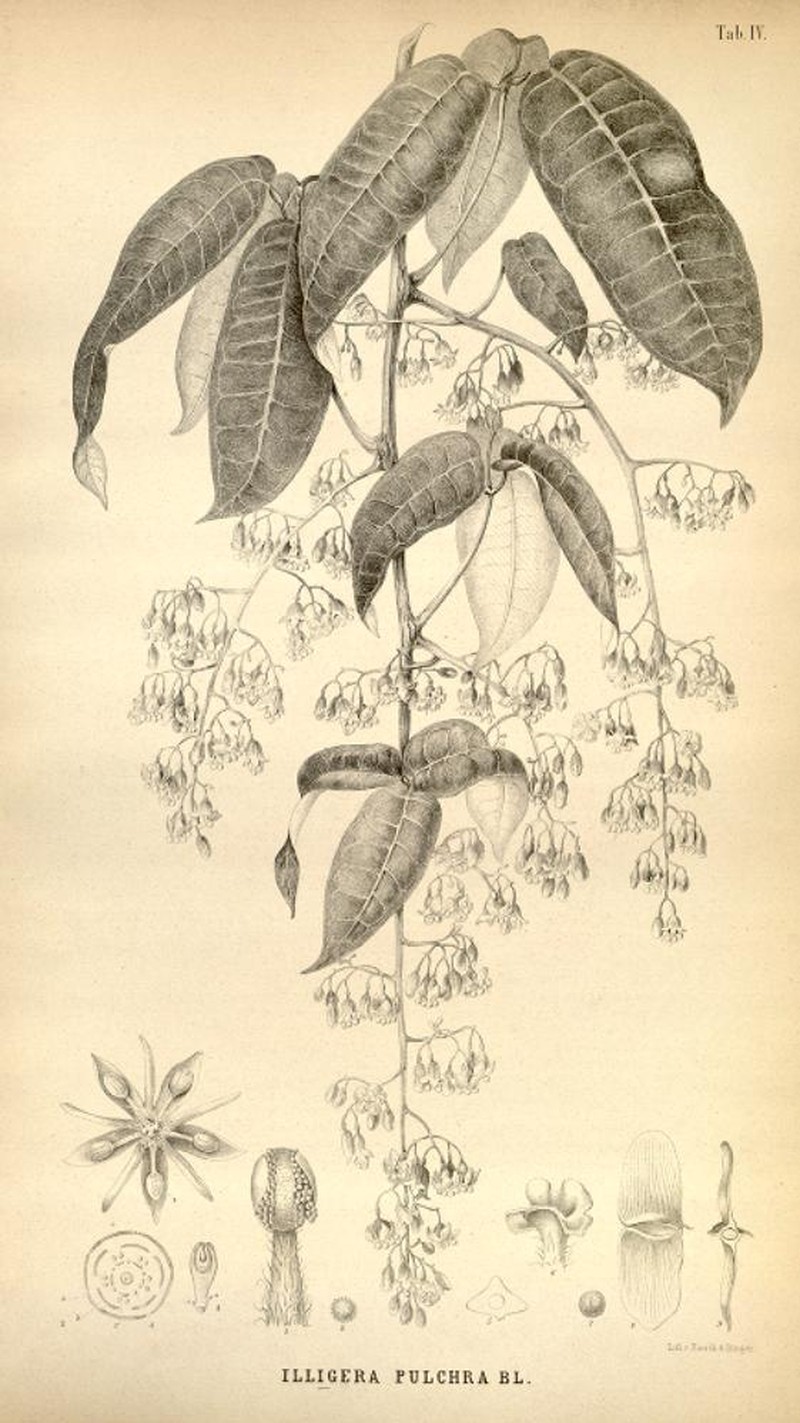 Illigera pulchra