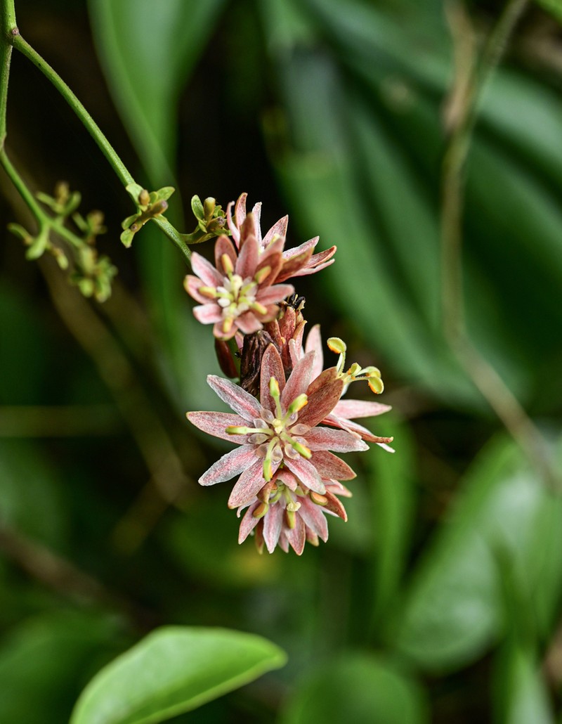 Illigera rhodantha