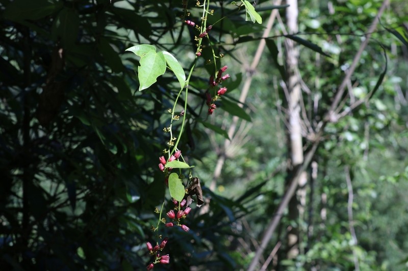 Illigera rhodantha photo 2