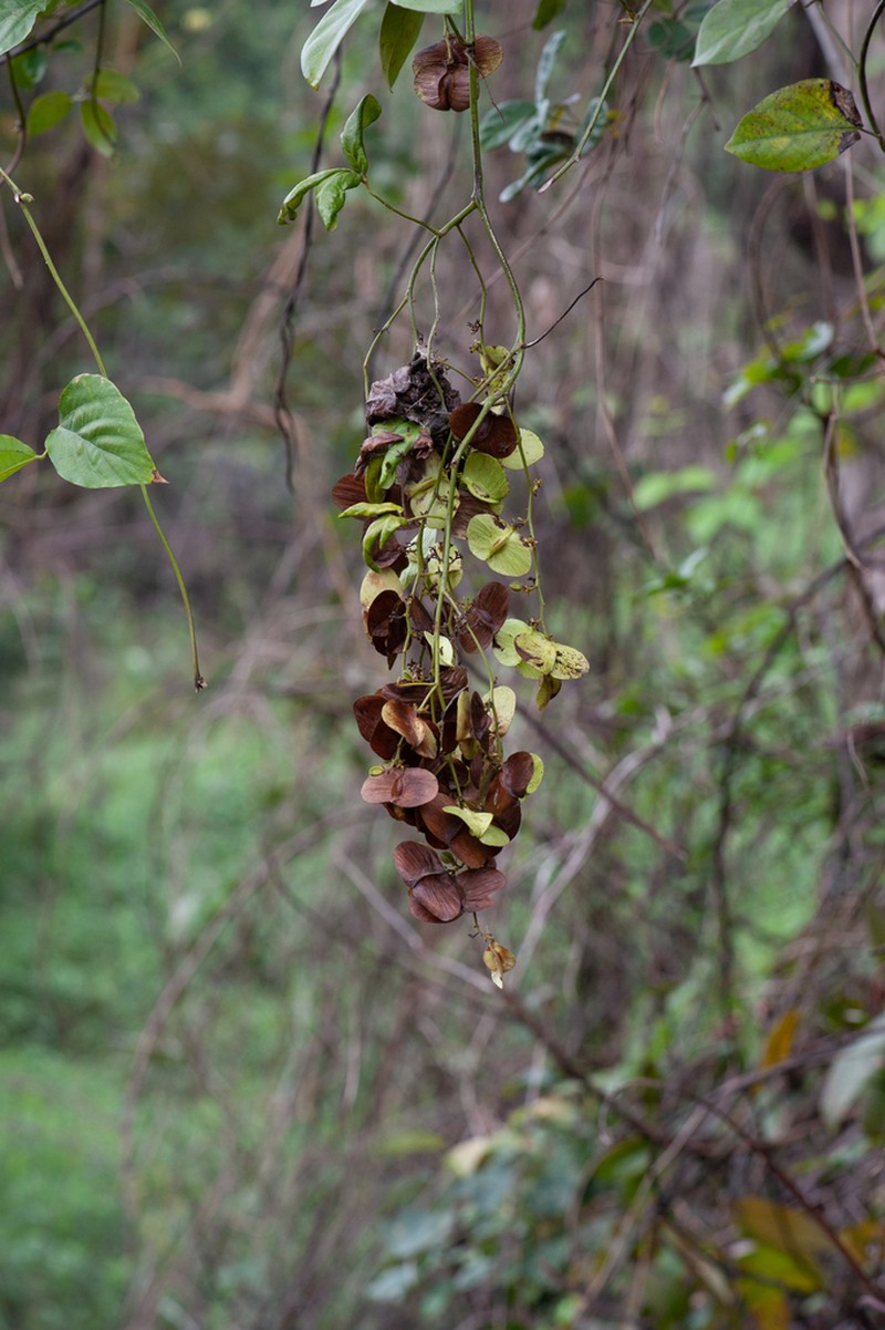 Illigera rhodantha photo 3
