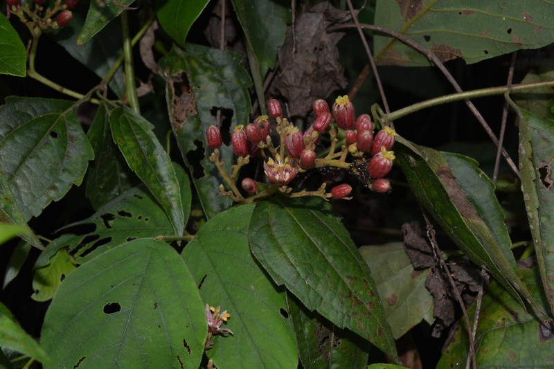 Illigera rhodantha photo 4