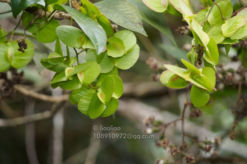 Illigera rhodantha photo 5