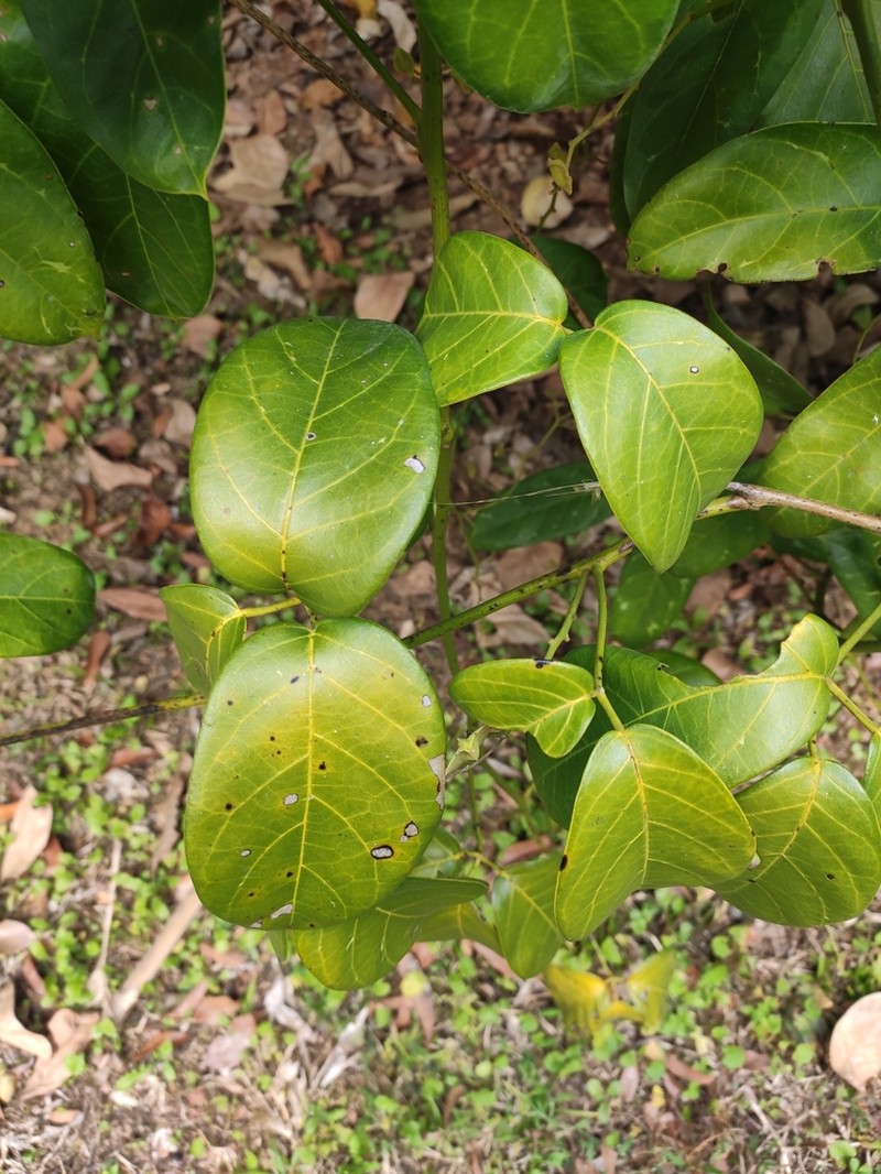 Illigera rhodantha photo 6