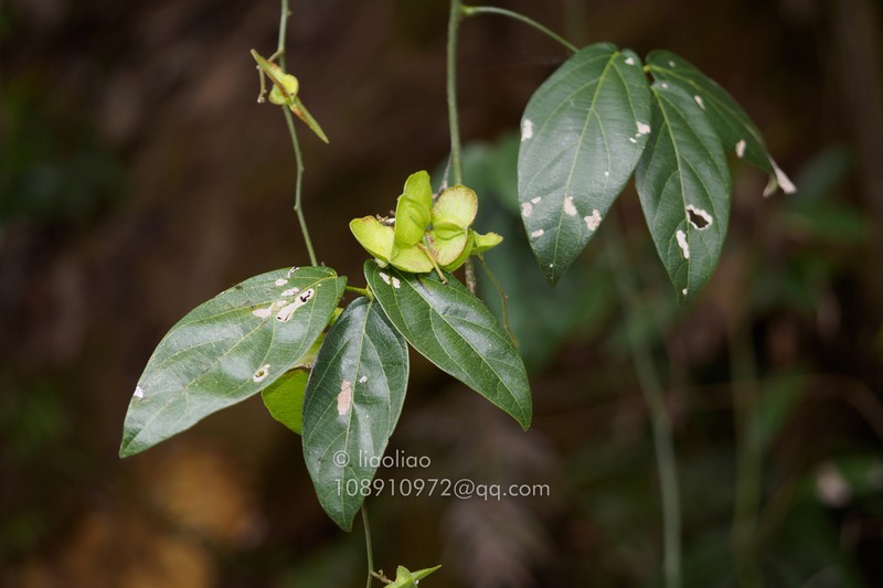 Illigera rhodantha photo 7