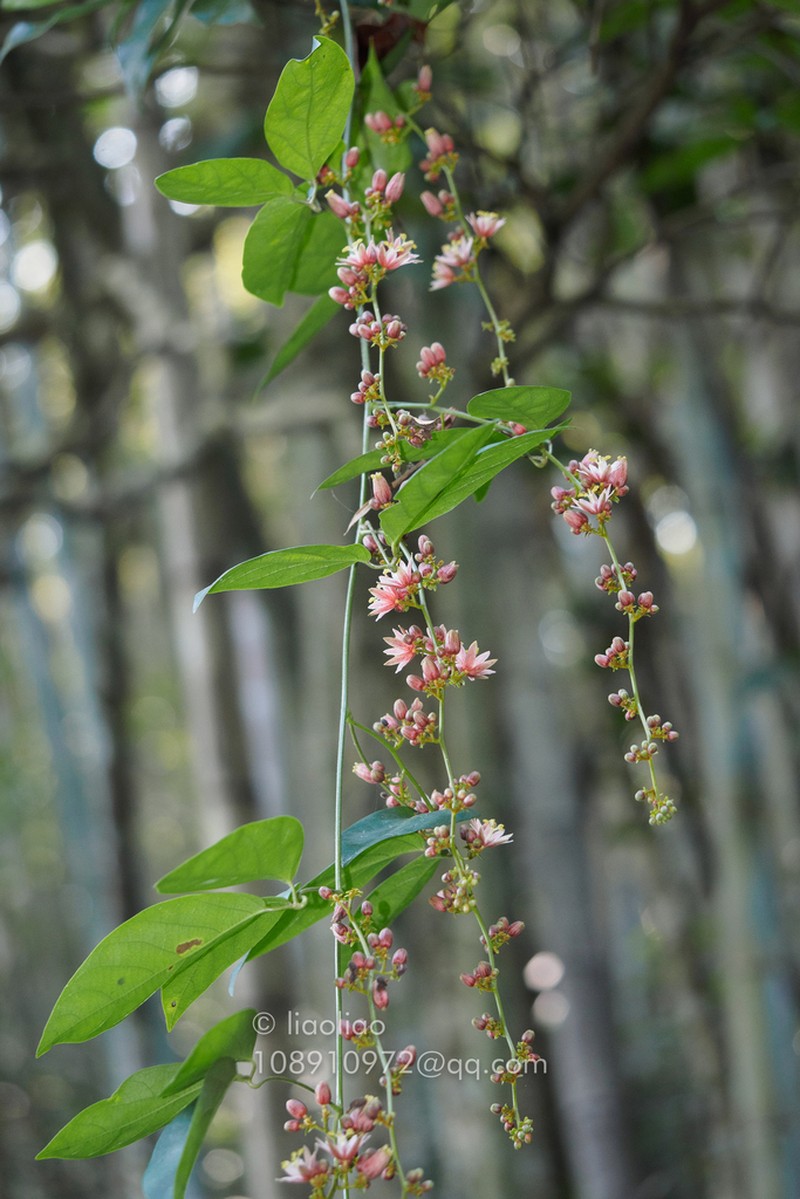 Illigera rhodantha photo 8