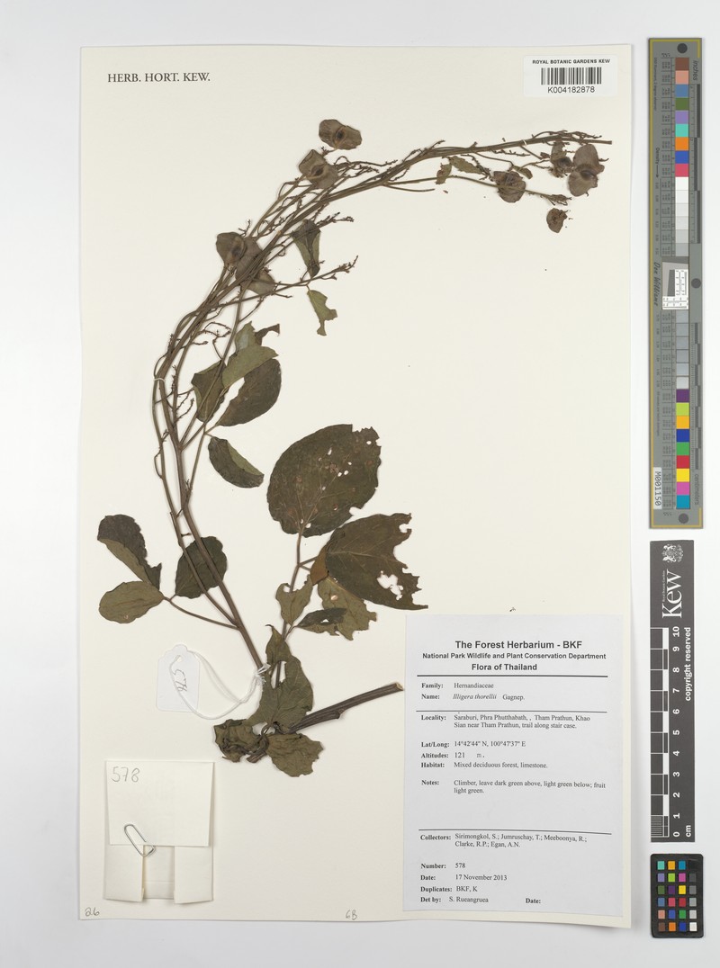 Illigera thorelii