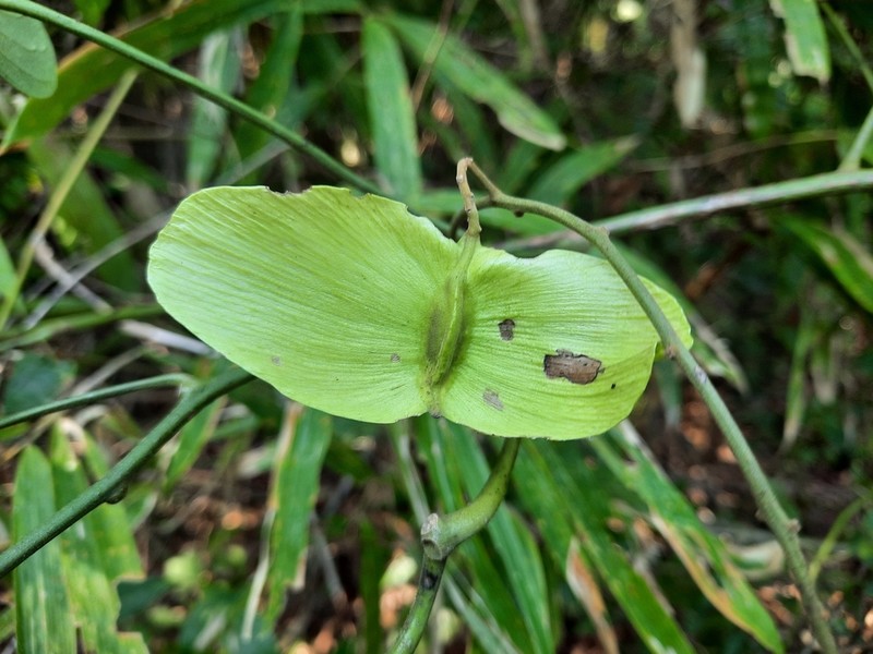 Illigera trifoliata