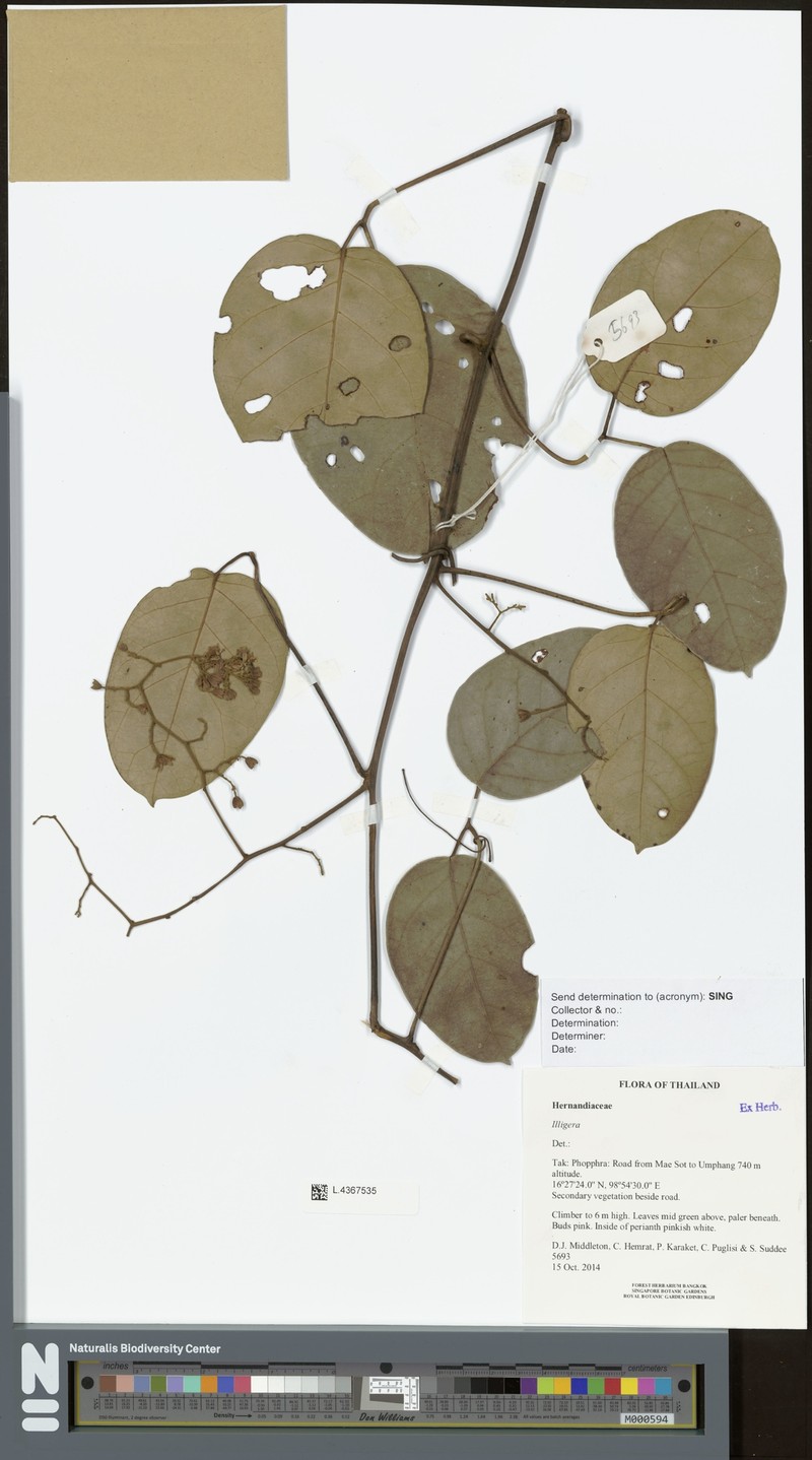 Illigera trifoliata photo 2