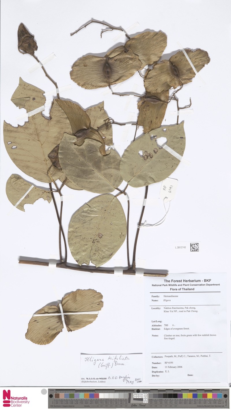 Illigera trifoliata photo 3