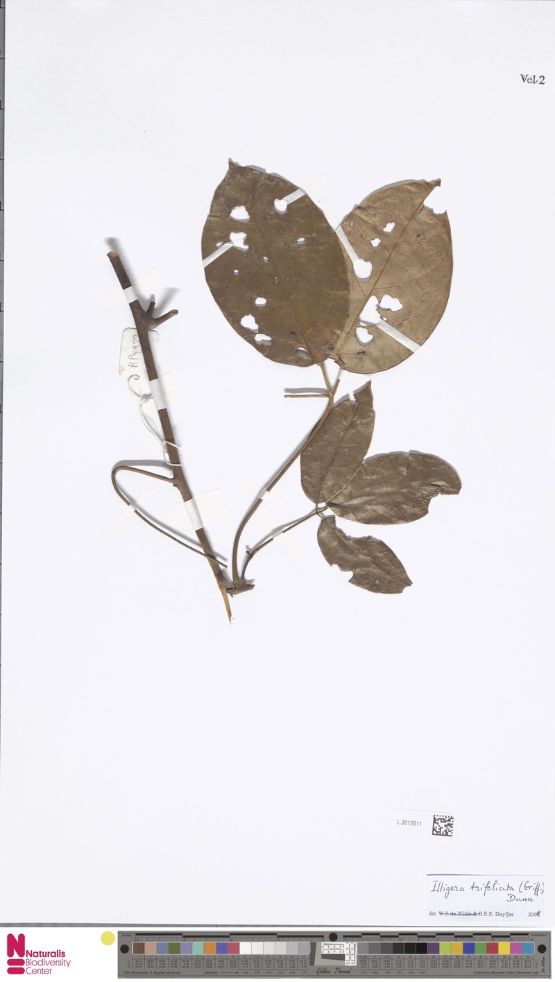 Illigera trifoliata photo 4