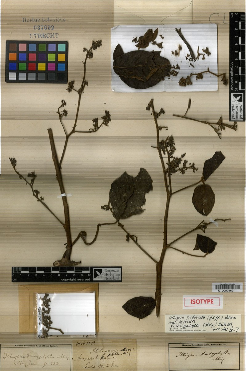 Illigera trifoliata subsp. trifoliata