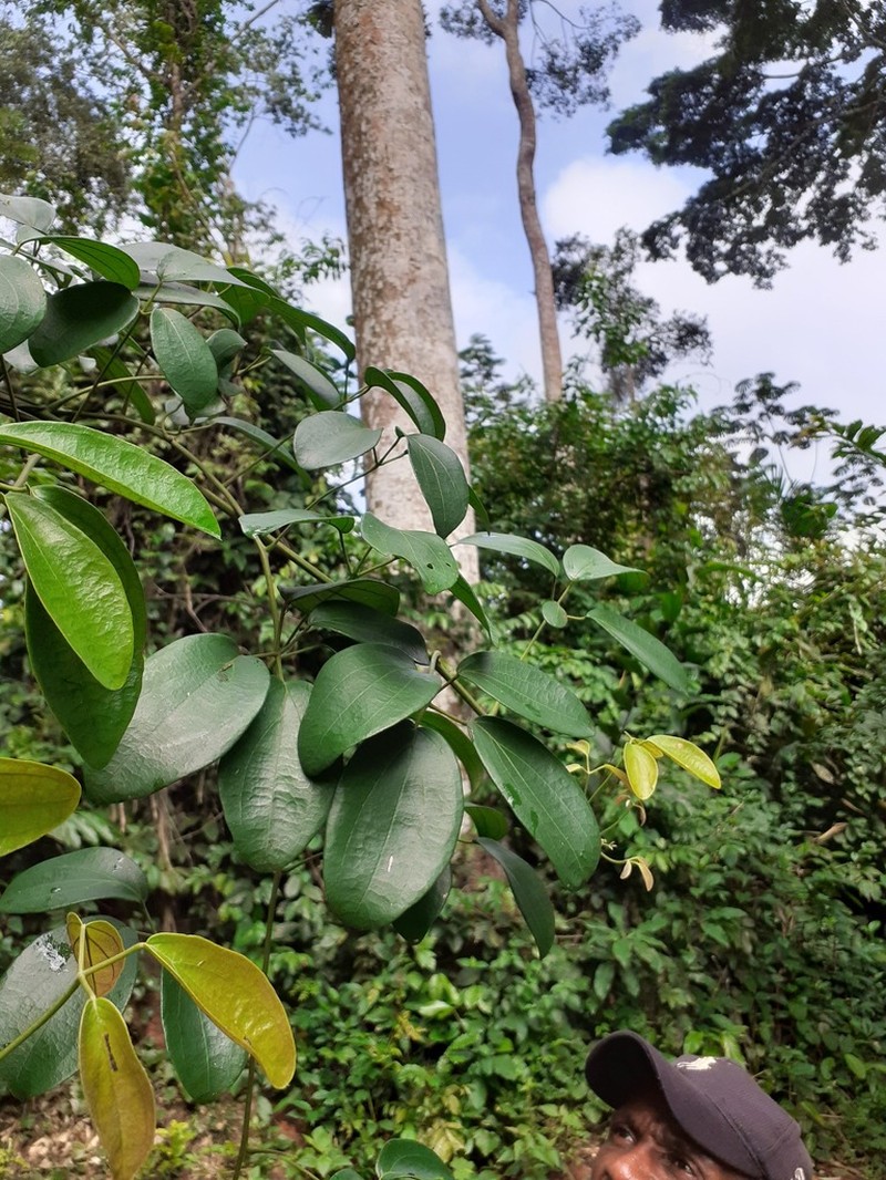 Illigera vespertilio