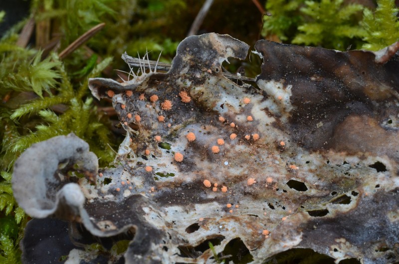 Illosporium Lichen