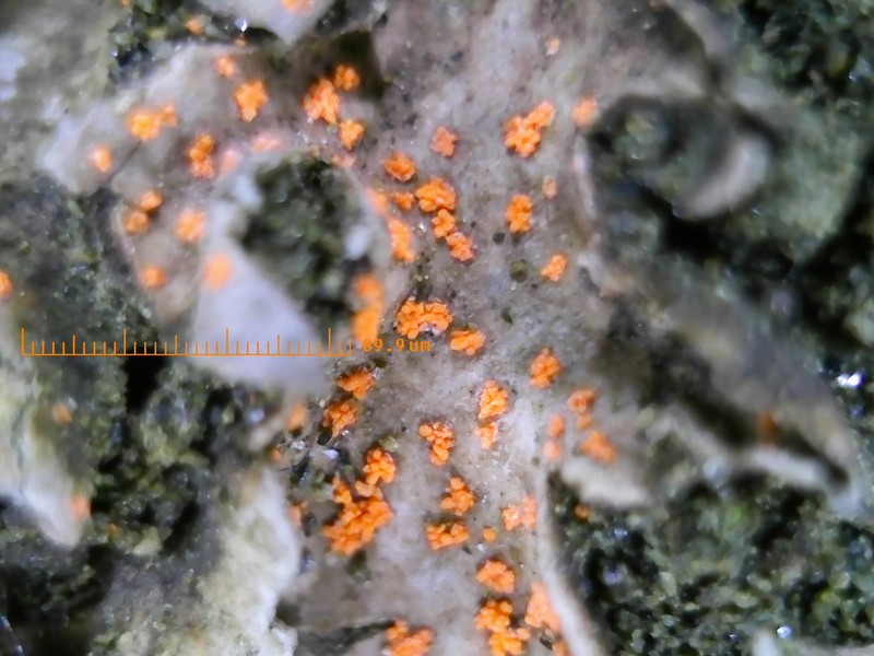 Illosporium Lichen photo 2