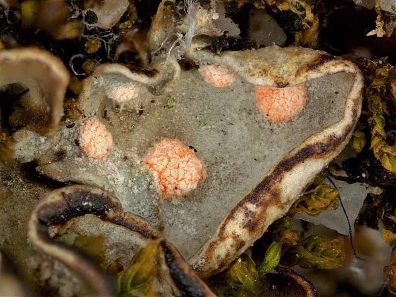 Illosporium Lichen photo 3