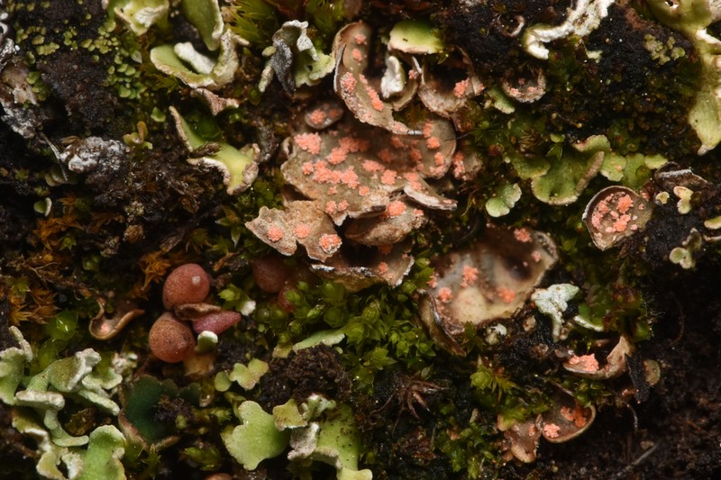 Illosporium Lichen photo 4
