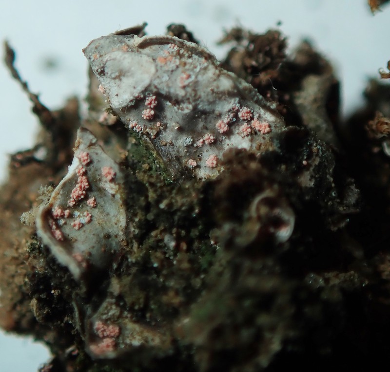 Illosporium Lichen photo 5