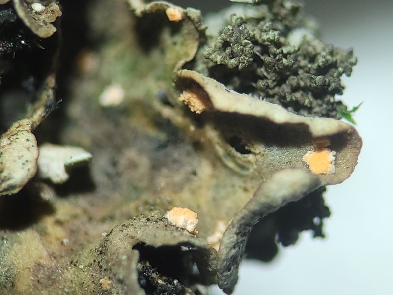 Illosporium Lichen photo 6