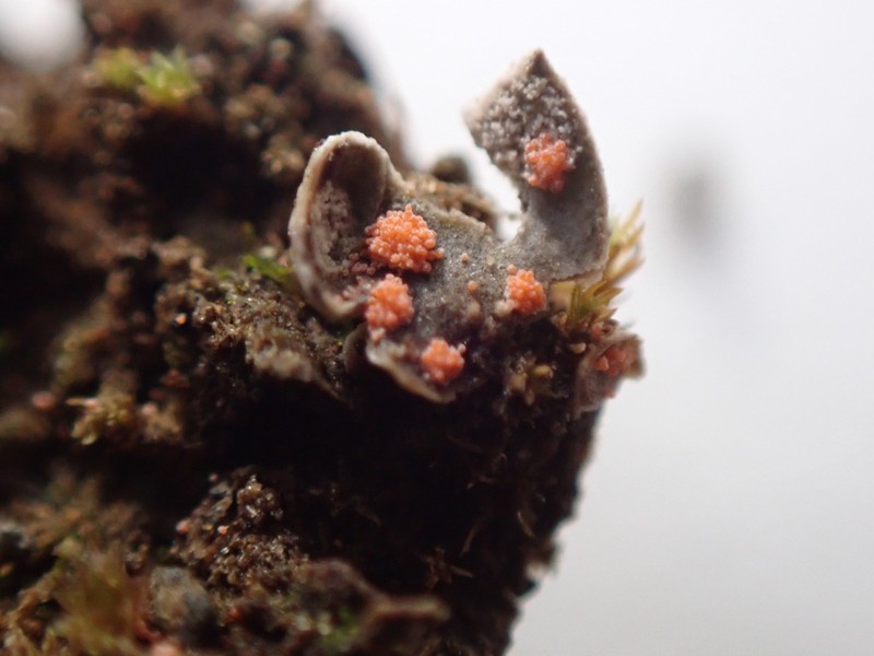 Illosporium Lichen photo 7