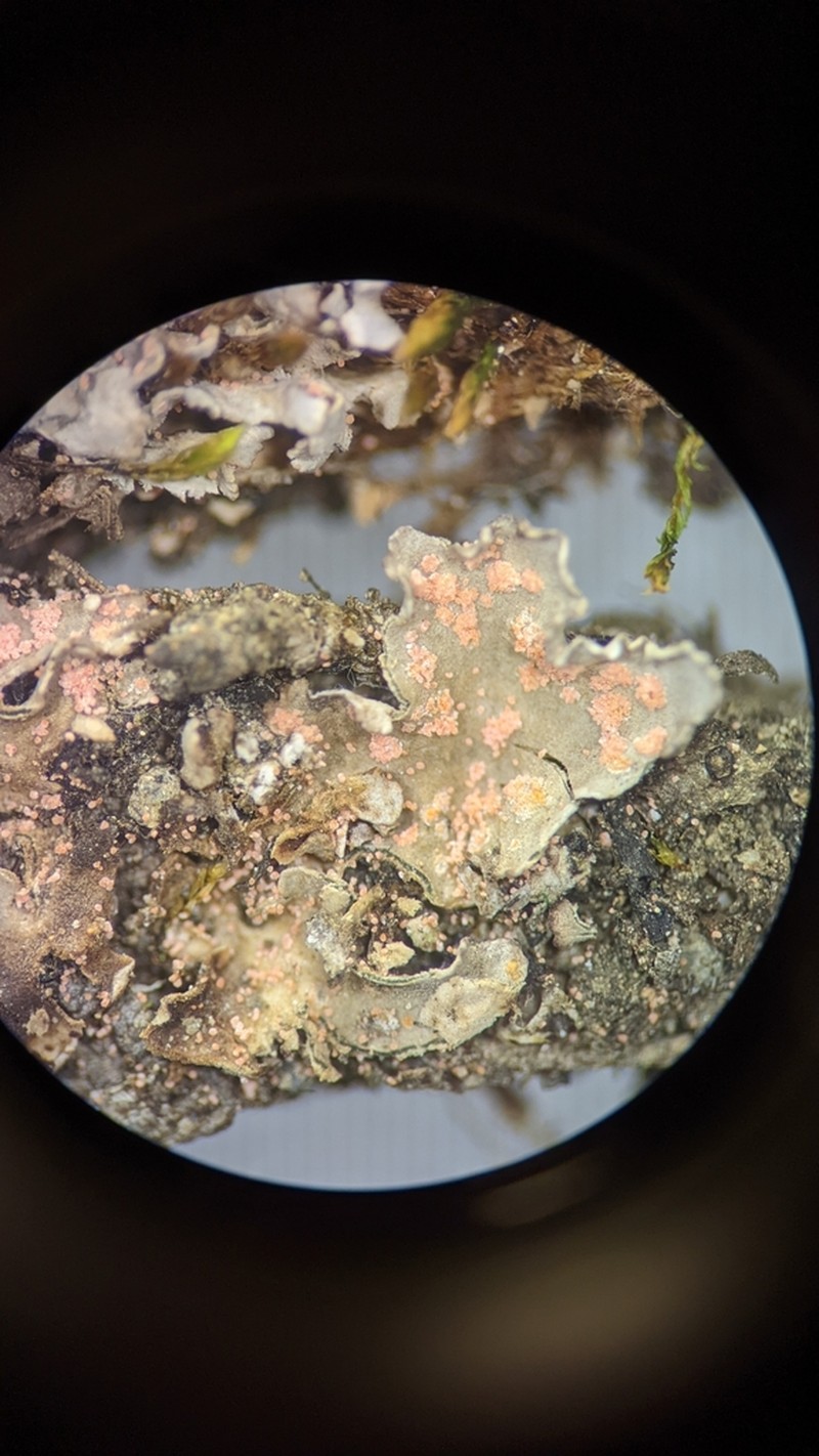 Illosporium Lichen photo 8