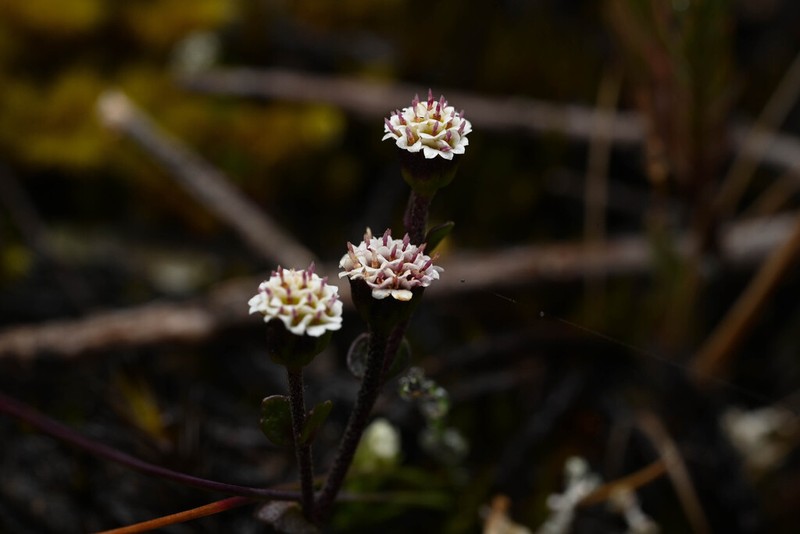 Iltisia echandiensis photo 2