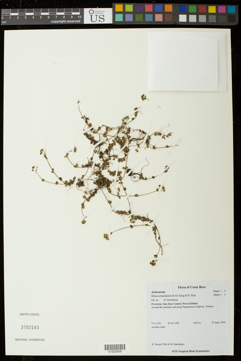 Iltisia echandiensis photo 3