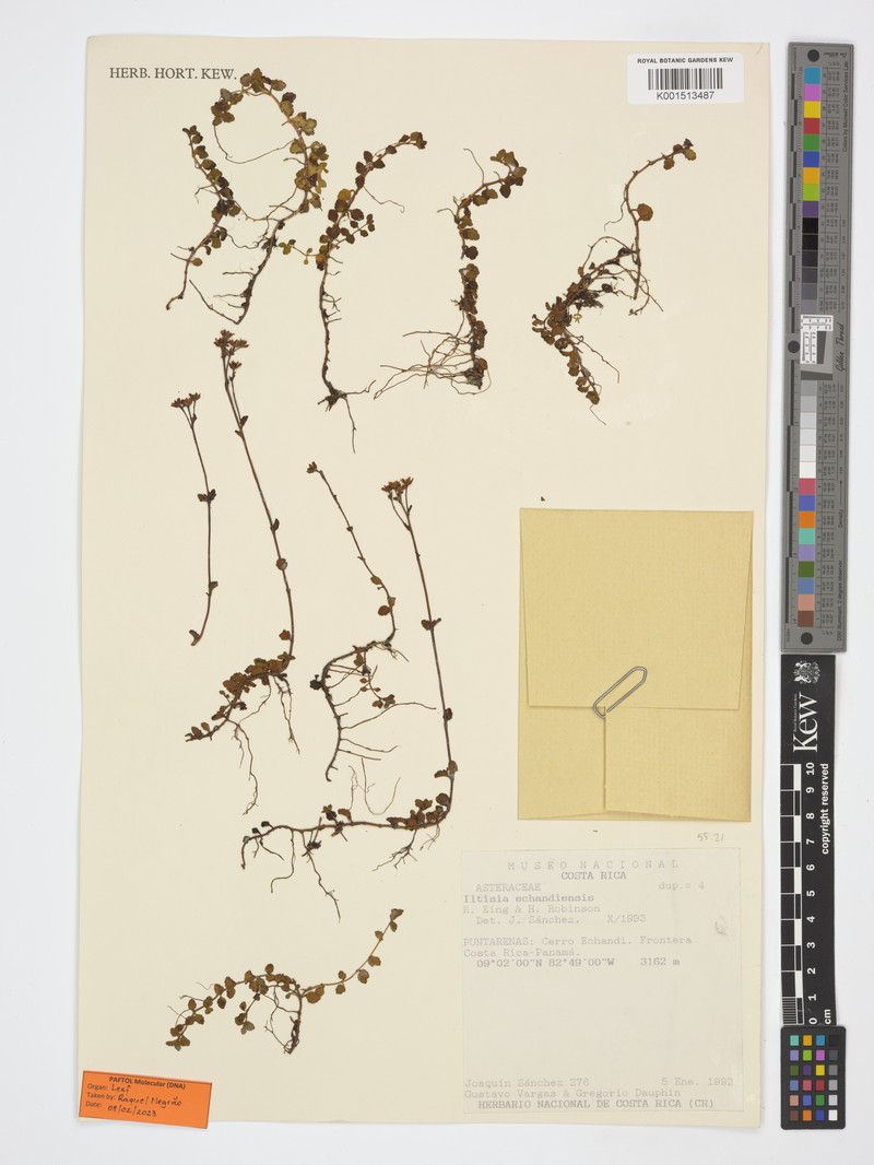 Iltisia echandiensis photo 4