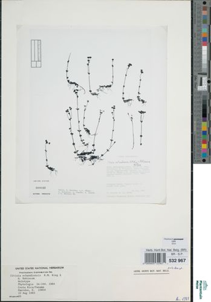 Iltisia echandiensis photo 5