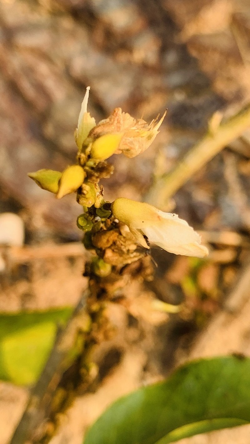 Imbralyx acutiflorus