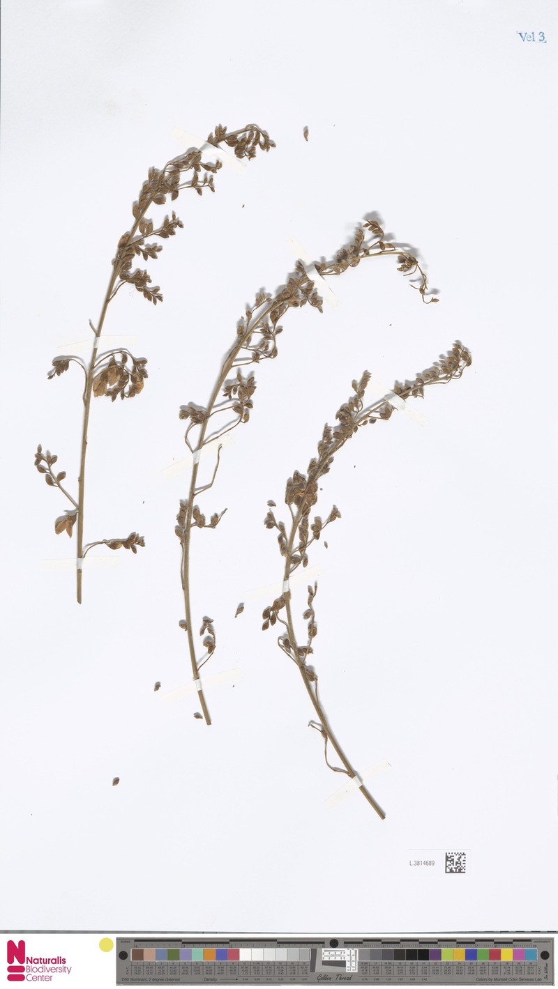 Imbralyx albiflorus