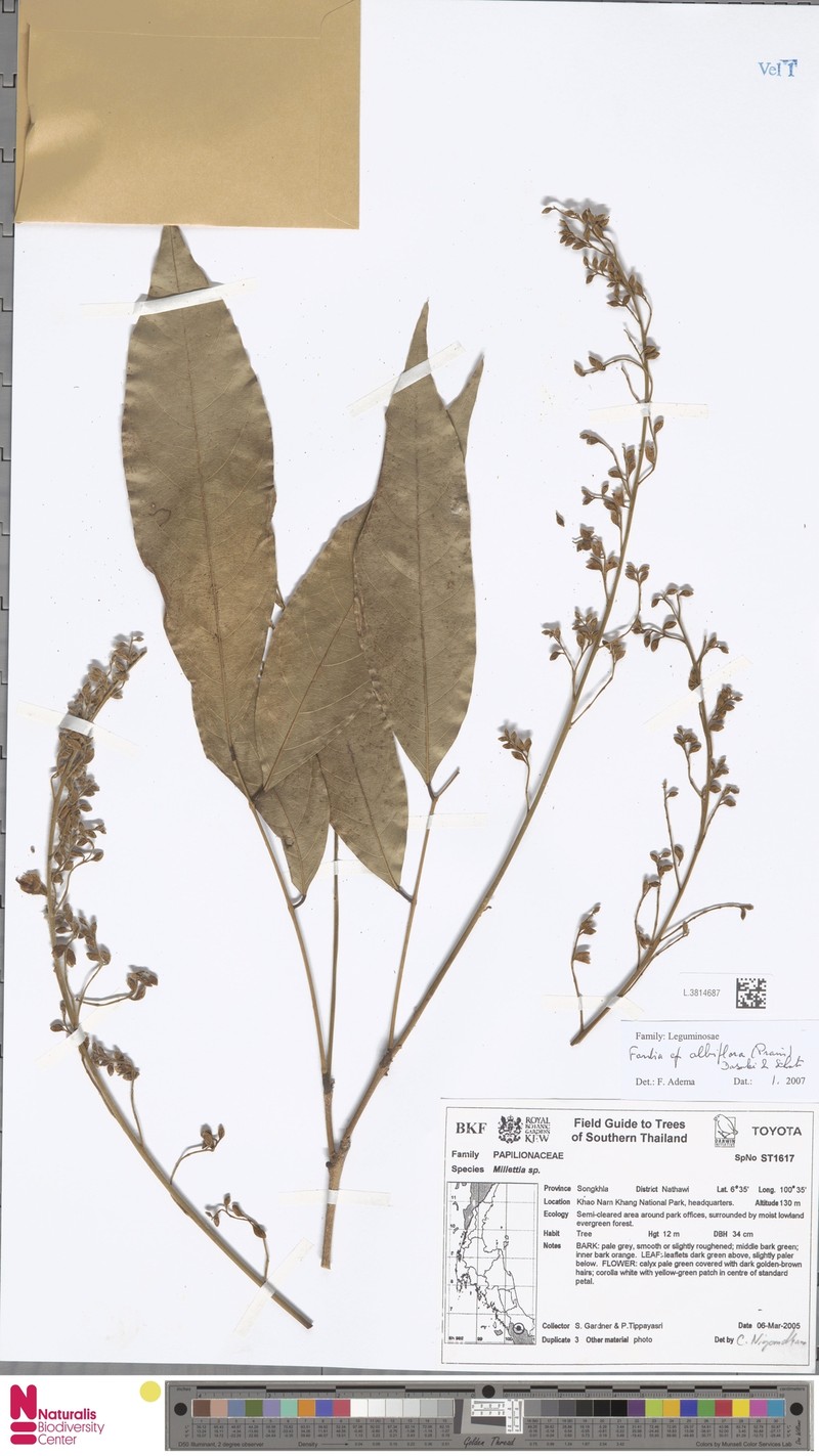 Imbralyx albiflorus photo 2