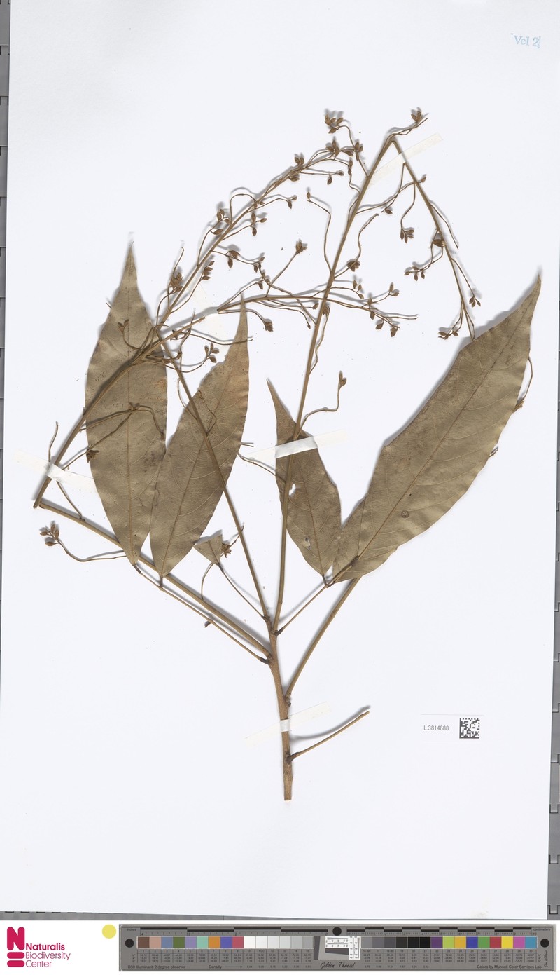 Imbralyx albiflorus photo 3