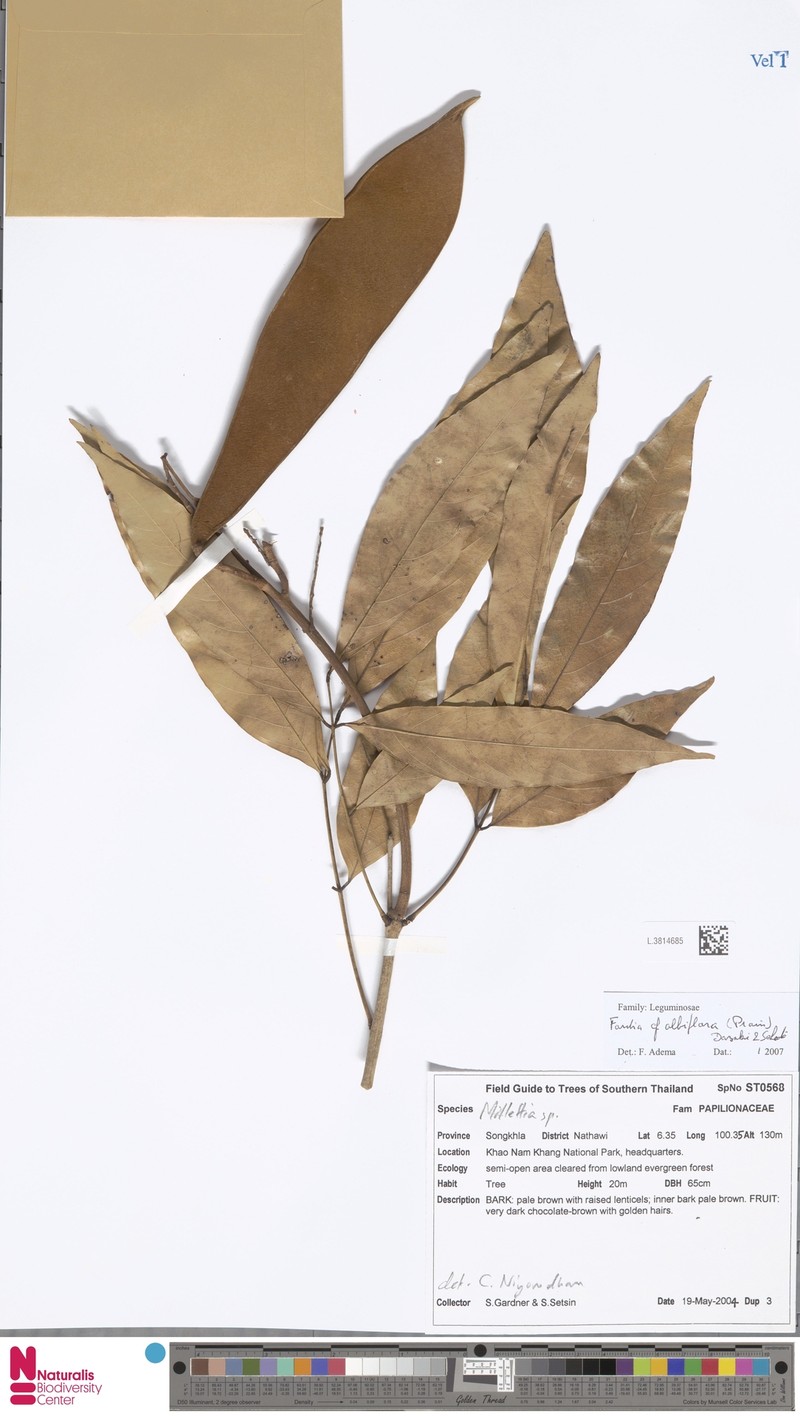 Imbralyx albiflorus photo 4