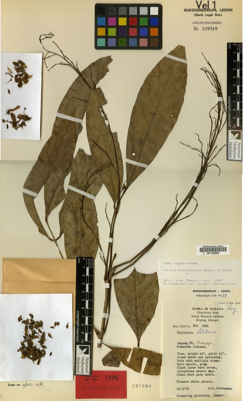 Imbralyx bracteolatus