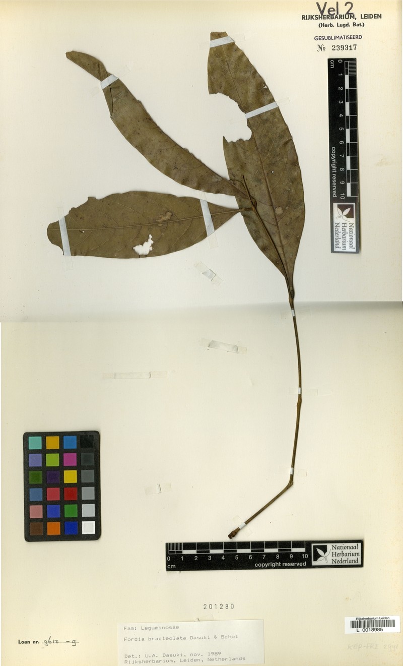 Imbralyx bracteolatus photo 2
