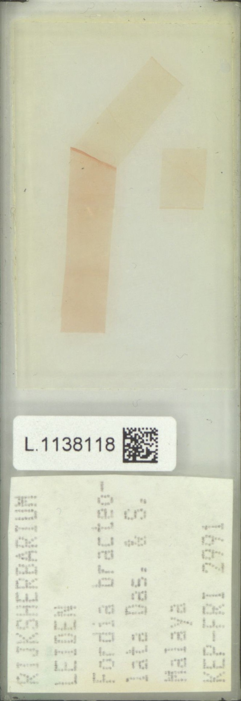 Imbralyx bracteolatus photo 3