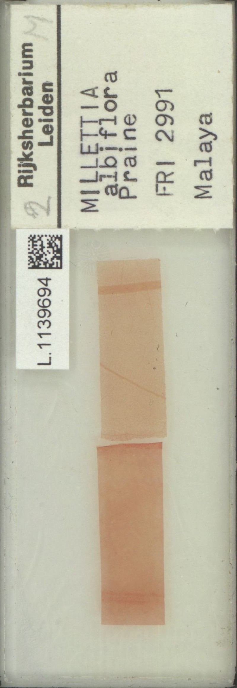 Imbralyx bracteolatus photo 4