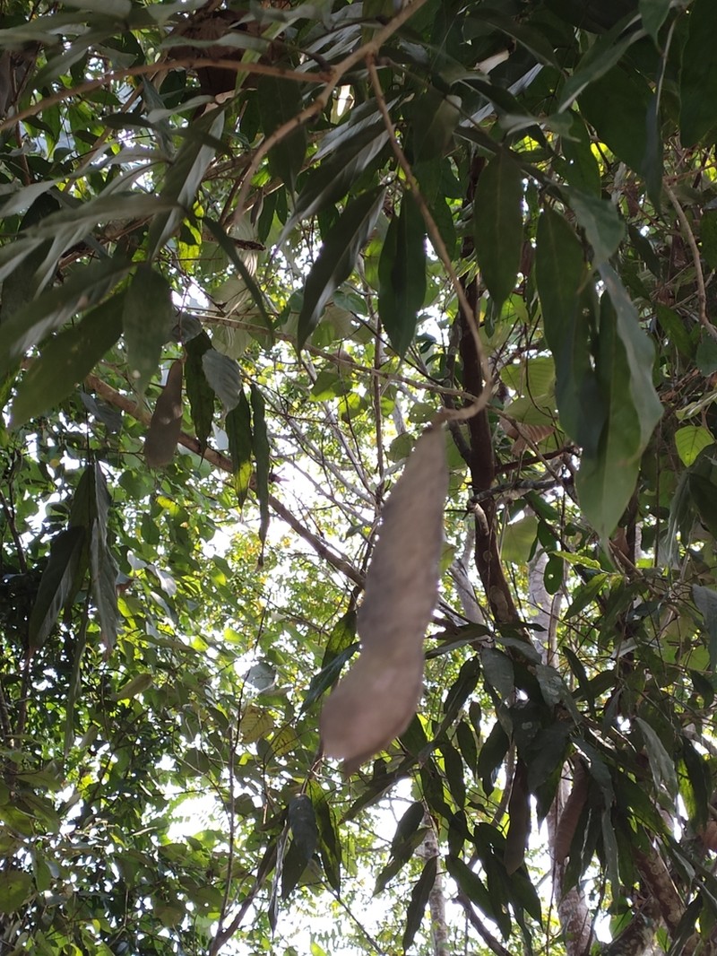 Imbralyx leptobotrys