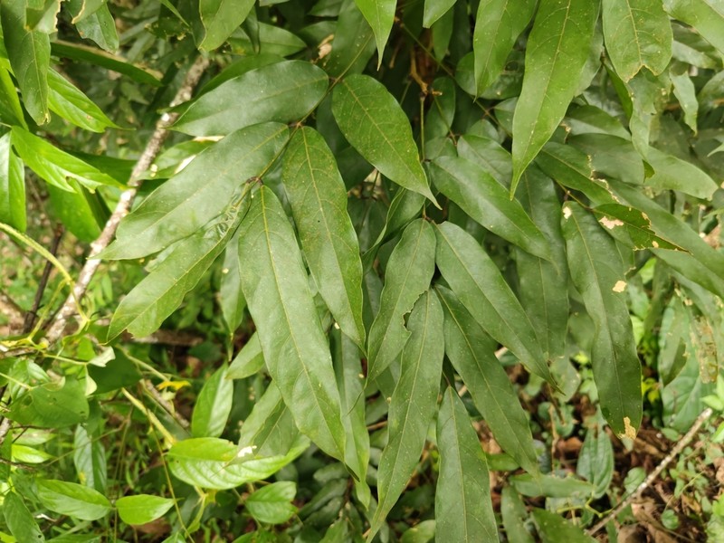 Imbralyx leptobotrys photo 3
