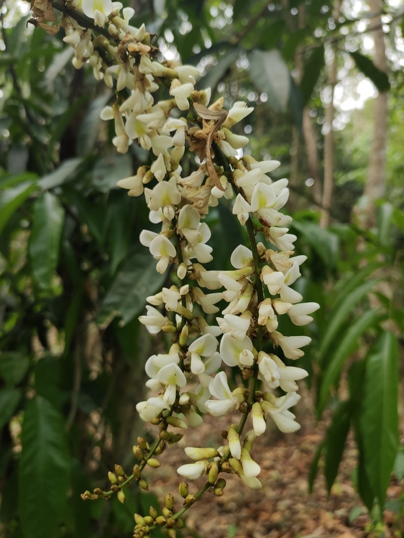 Imbralyx leptobotrys photo 4