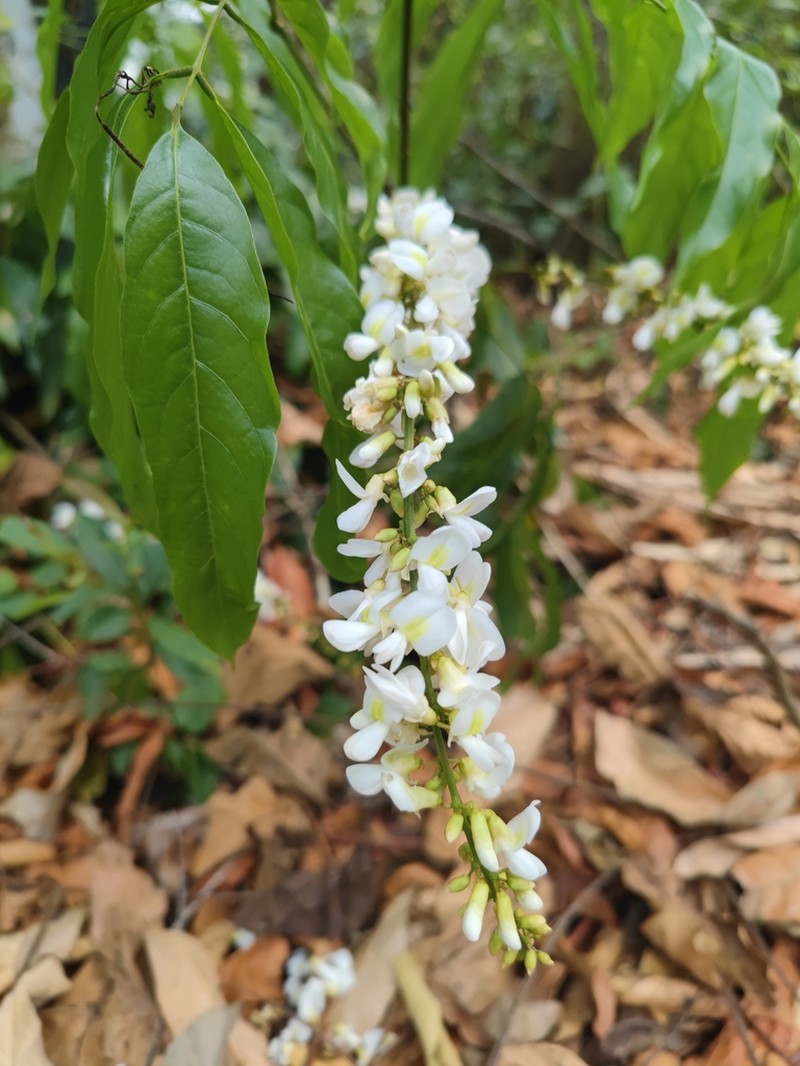 Imbralyx leptobotrys photo 5
